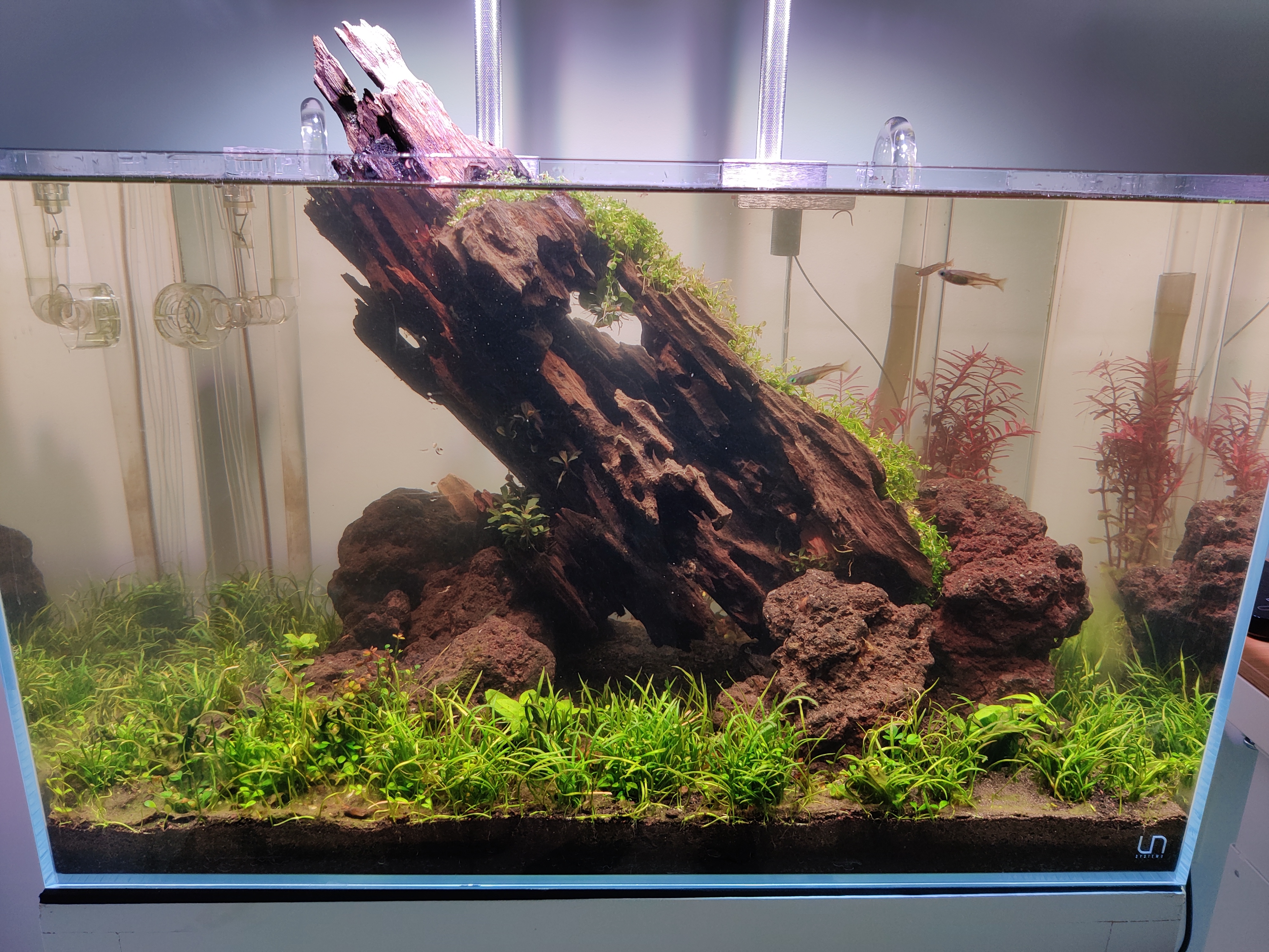 Tank 2 Weeks