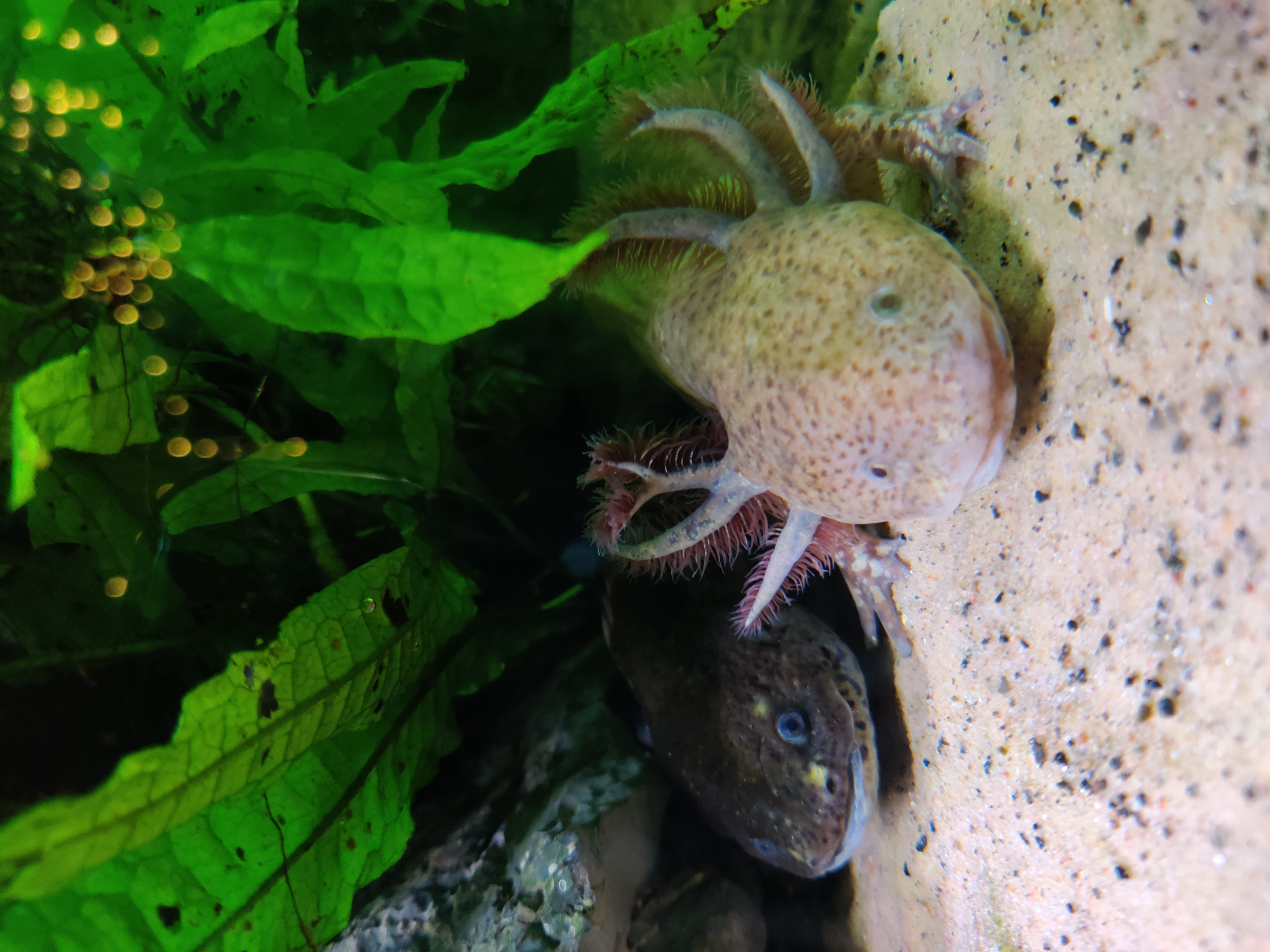 Ambystoma mexicanum