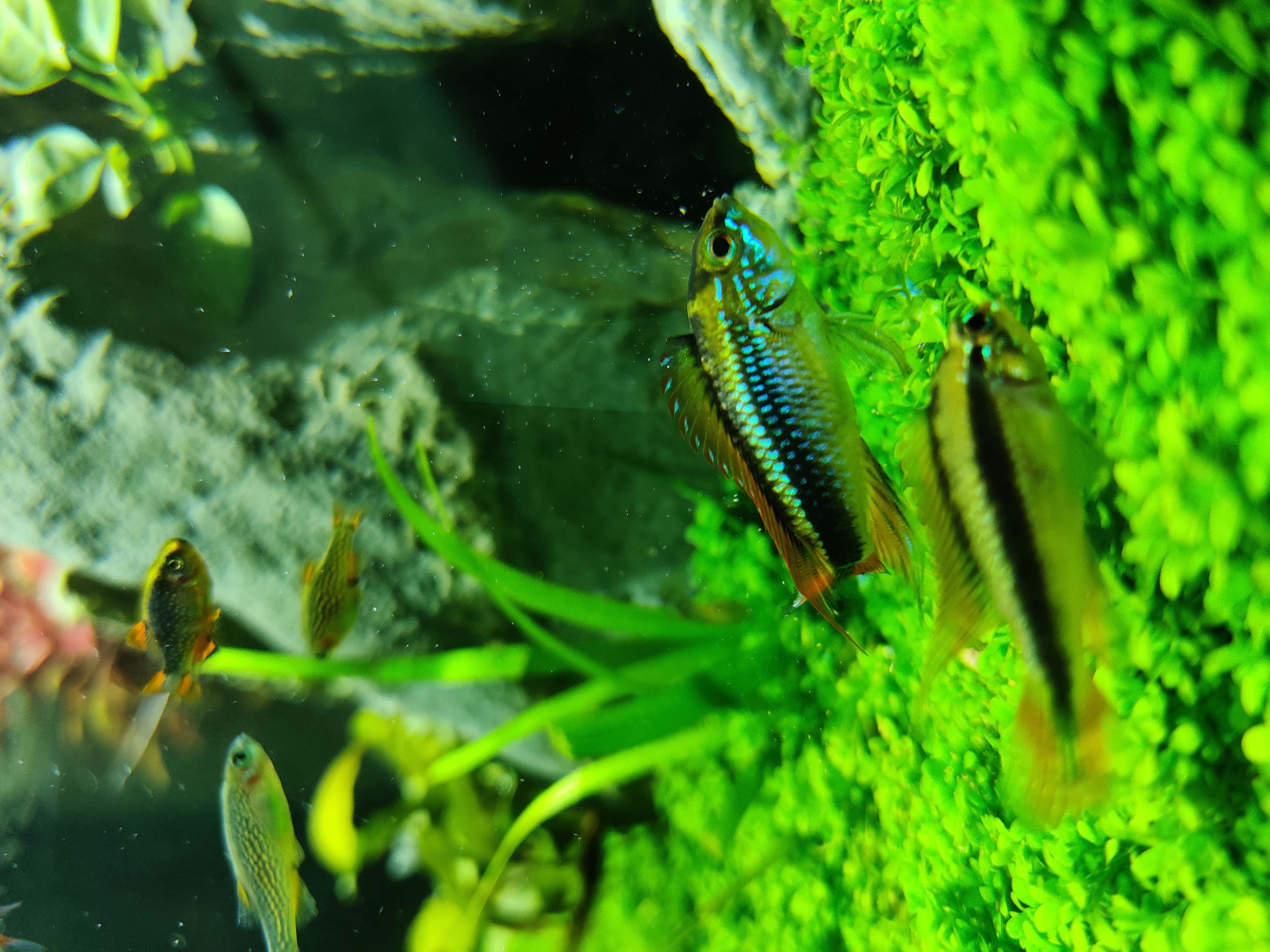 Apistogramma agassizii