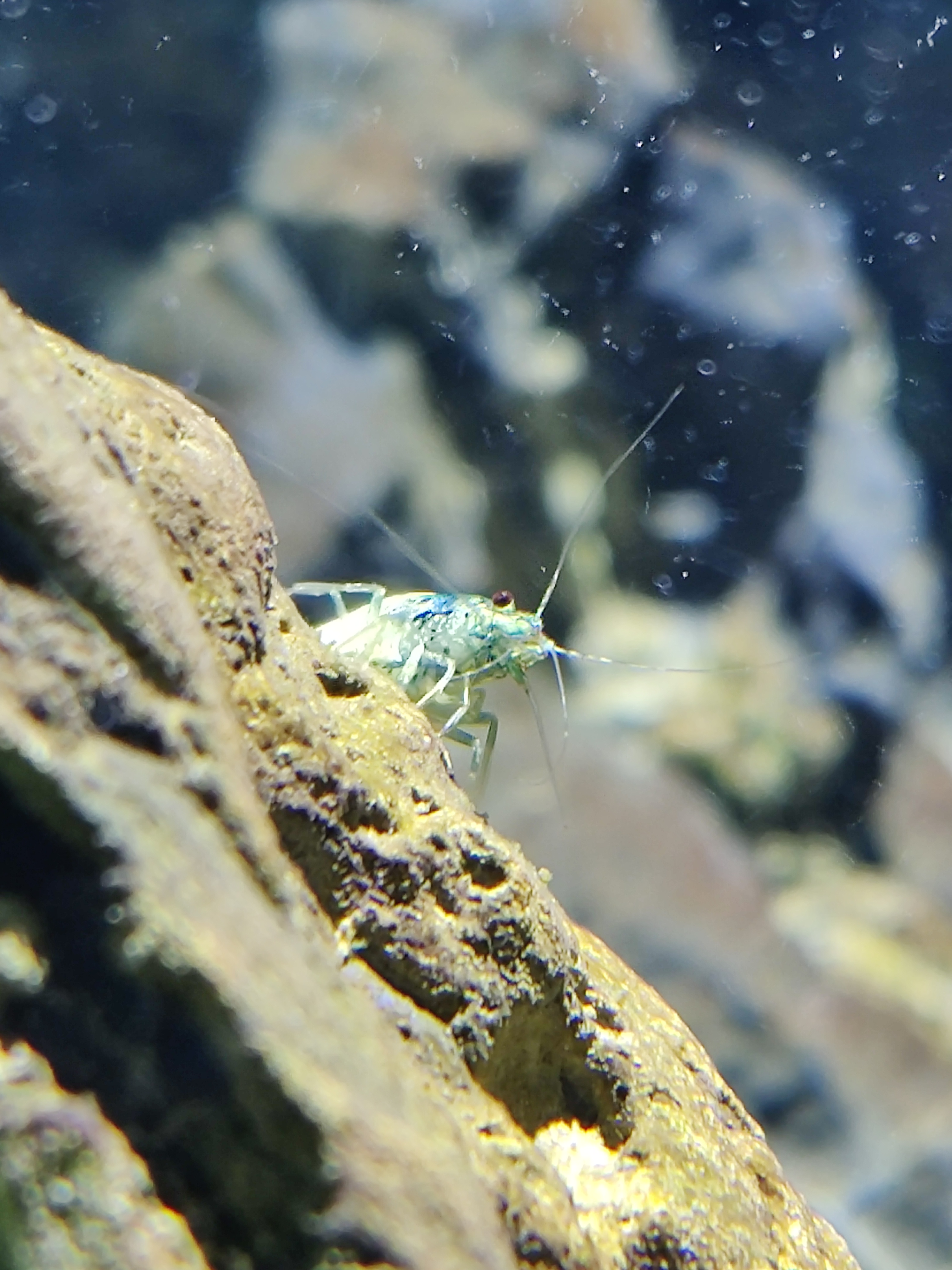 Caridina cantonensis detail