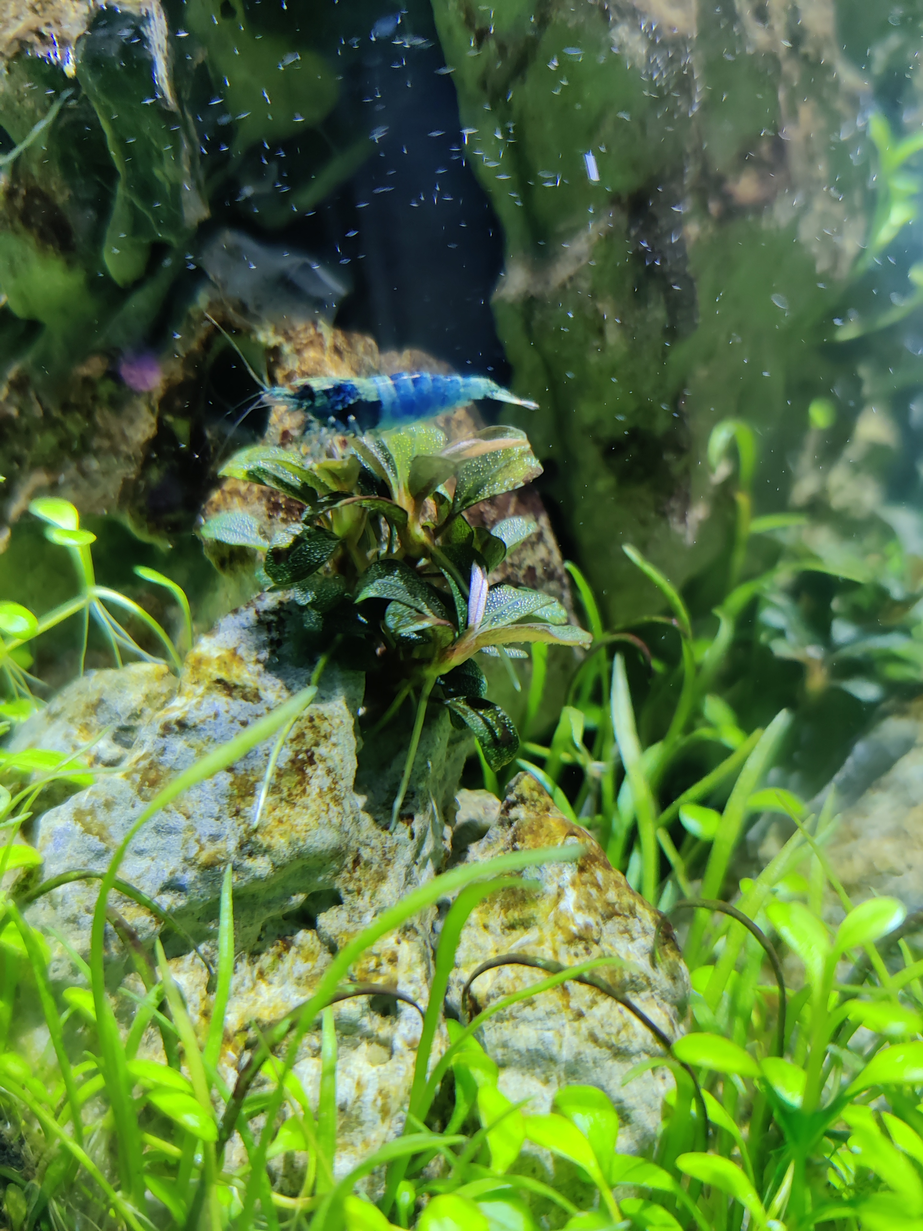 Caridina cantonensis