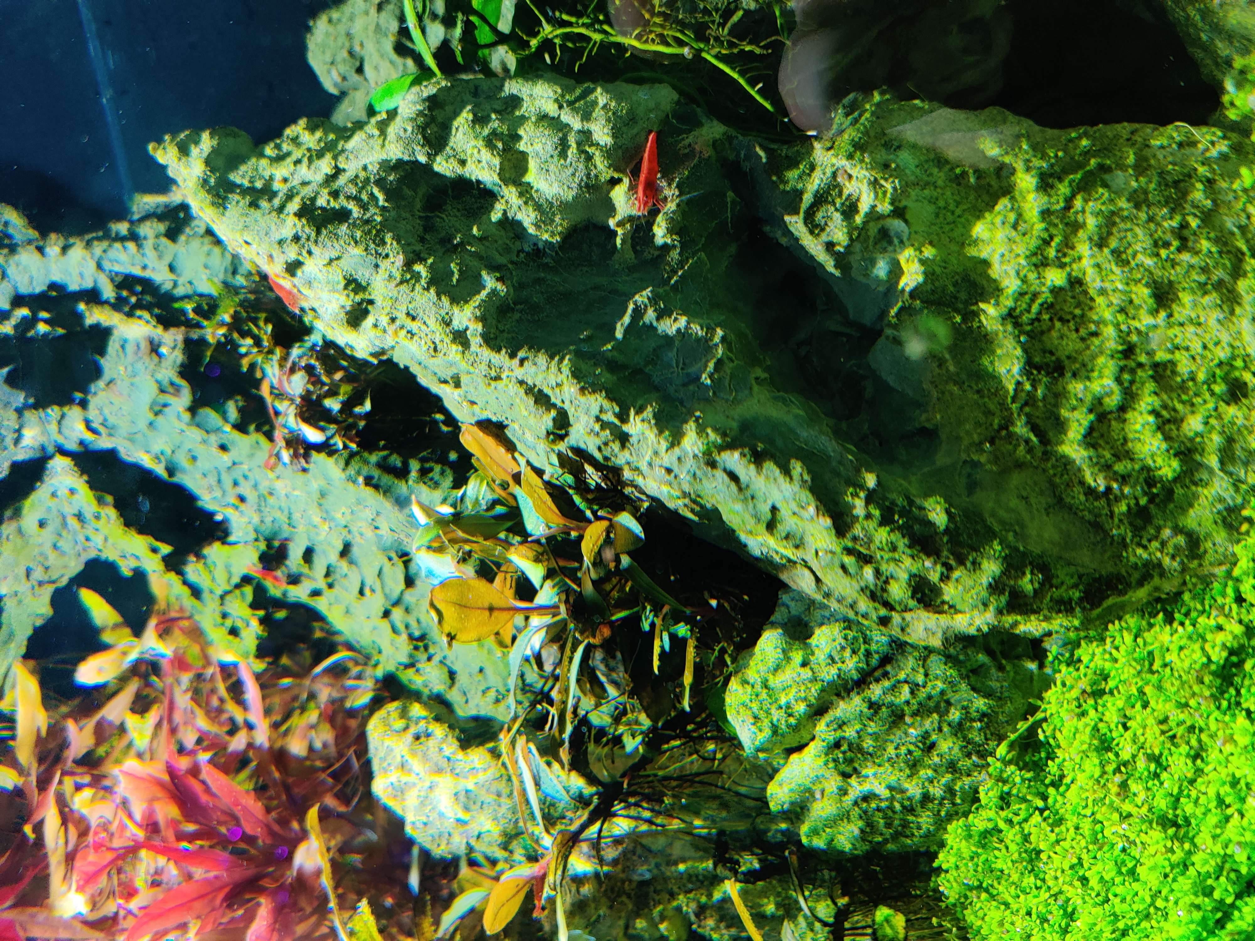Neocaridina davidi