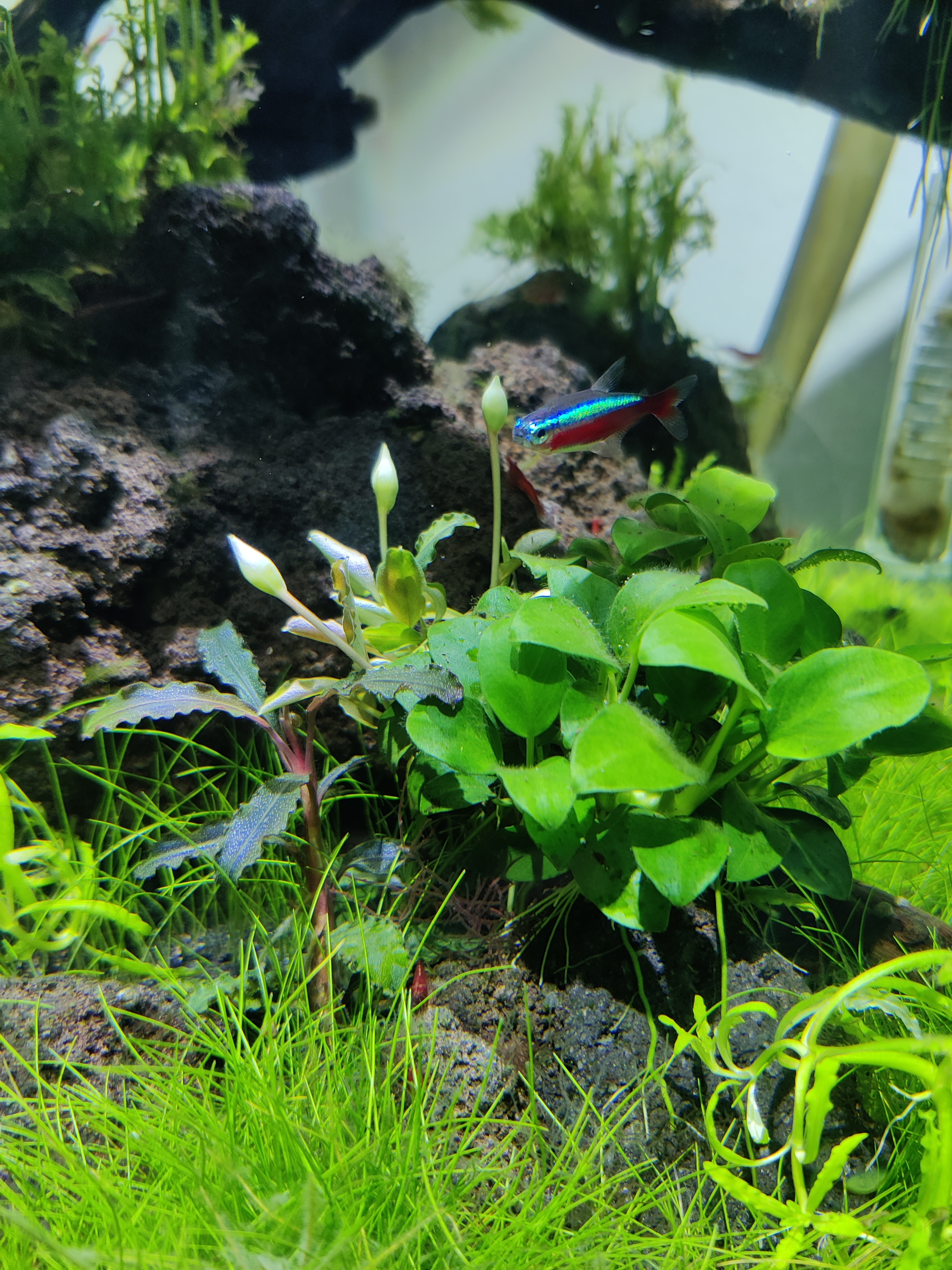 Bucephalandra Brownie