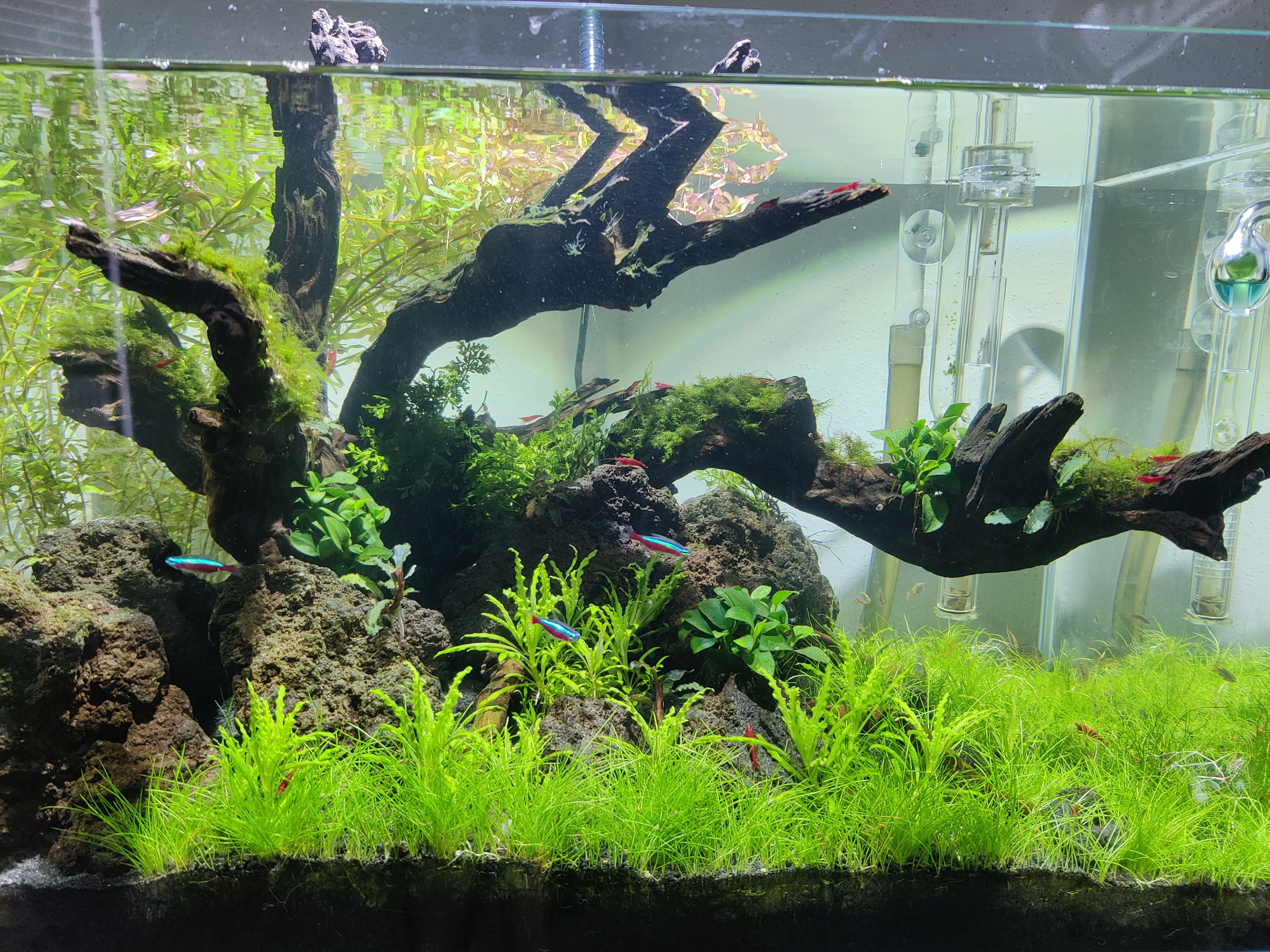 Eleocharis parvula