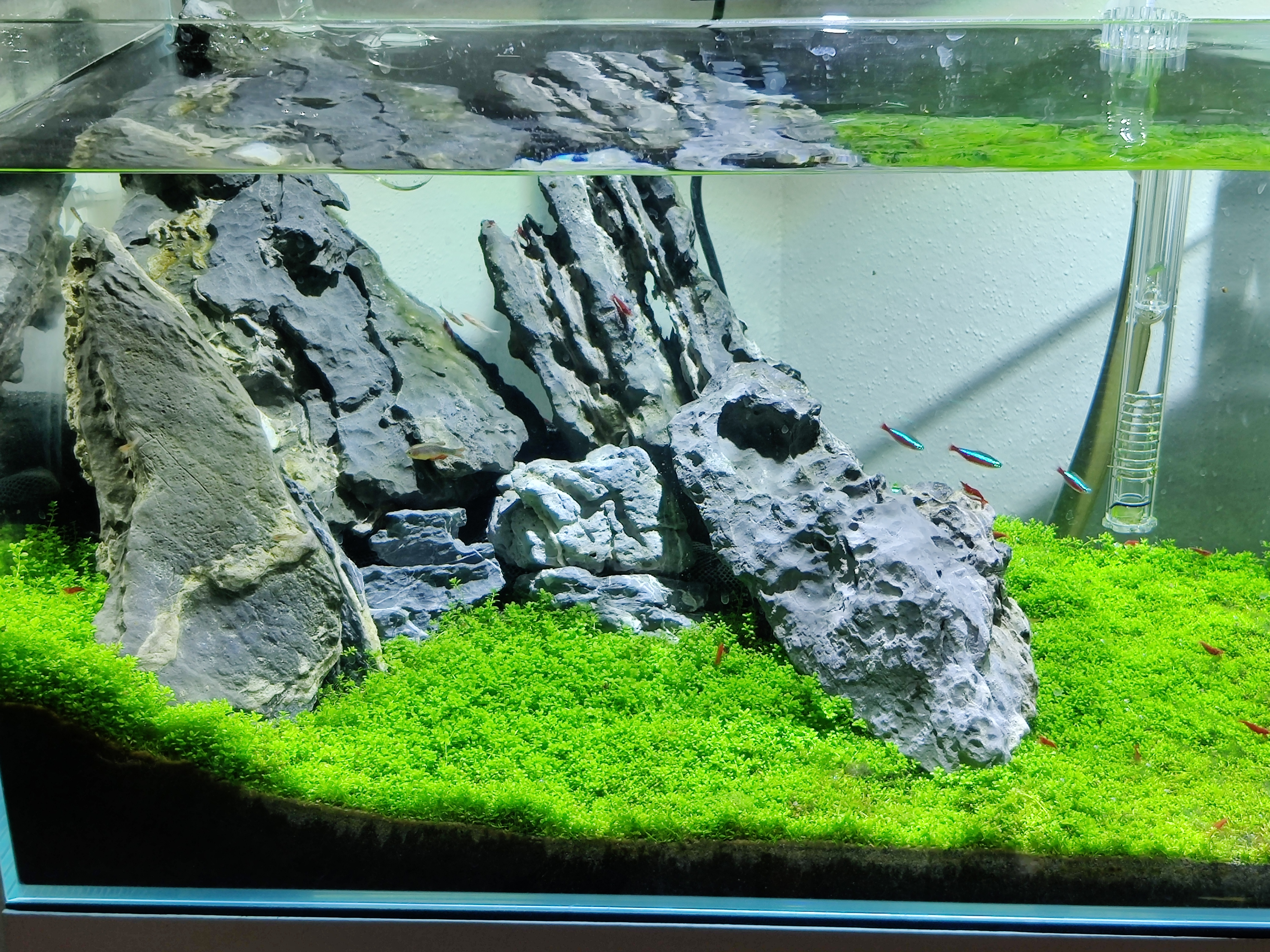 Hemianthus callitrichoides carpet