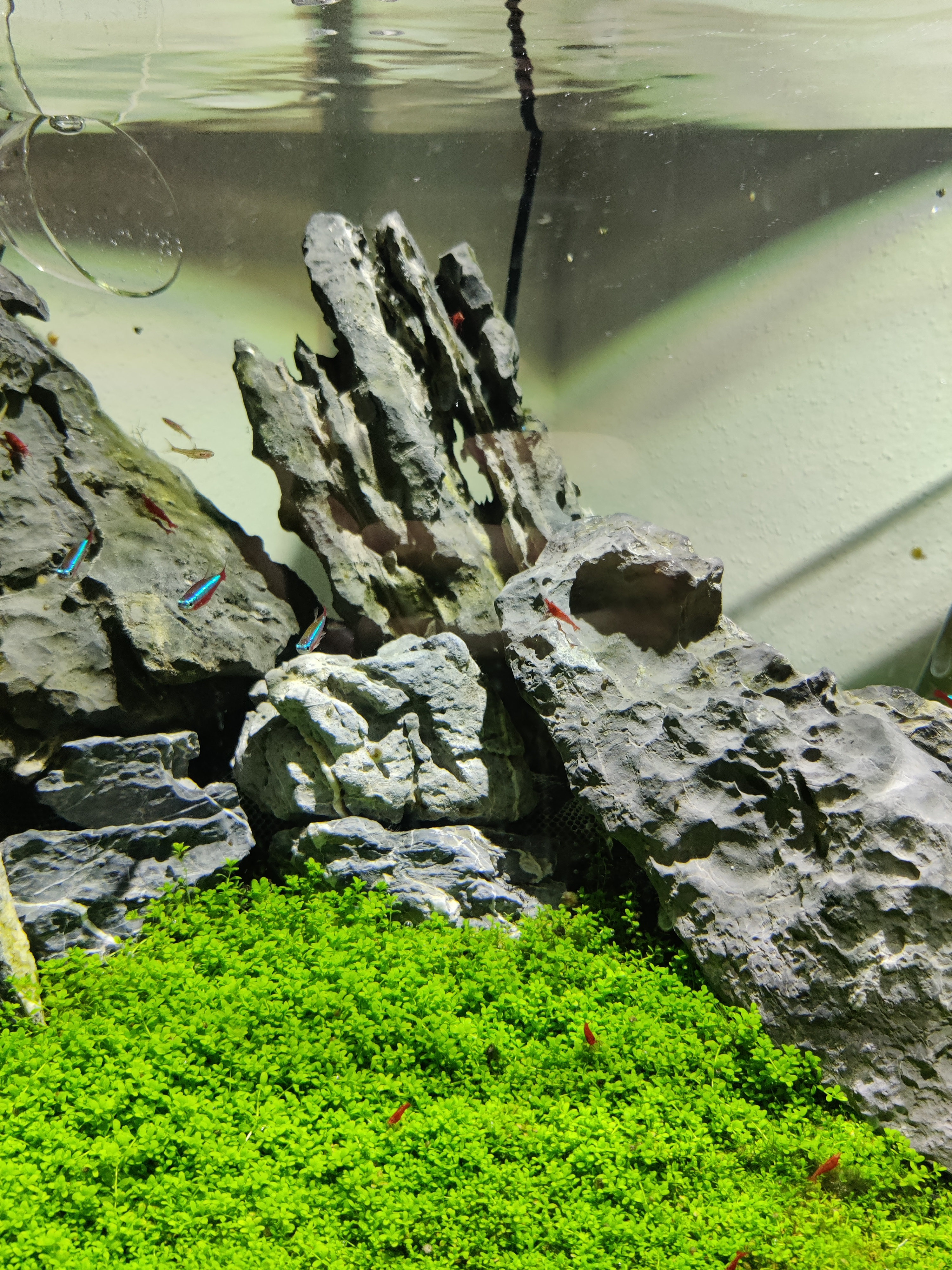 Hemianthus callitrichoides