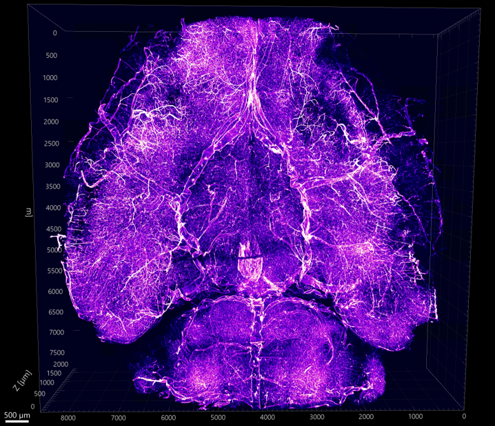 Imaging & Analysis